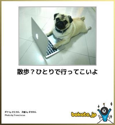 犬　ボケて　まとめ-13.jpg